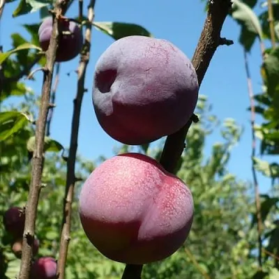 Плумкот ВЕЙ ВОНГ  Плумкот ВЕЙ ВОНГ в Пензе