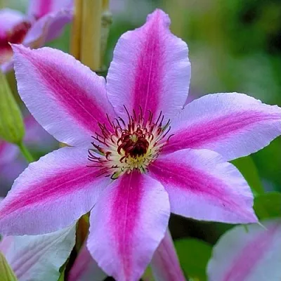 Клематис НЕЛЛИ МОЗЕР  Клематис НЕЛЛИ МОЗЕР в Пензе