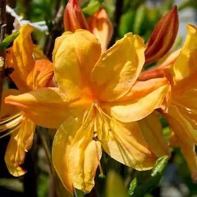 Азалия ГОЛДЕН ЛАЙТС листопадная  Азалия ГОЛДЕН ЛАЙТС листопадная в Пензе