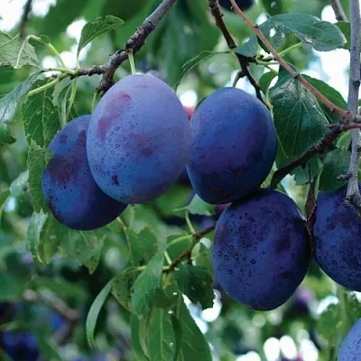 Слива ЭМПРЕСС  Слива ЭМПРЕСС в Пензе