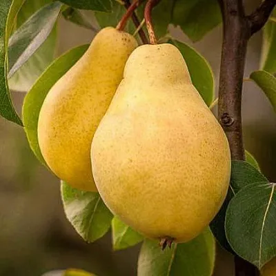 Осенние сорта  Осенние сорта в Пензе