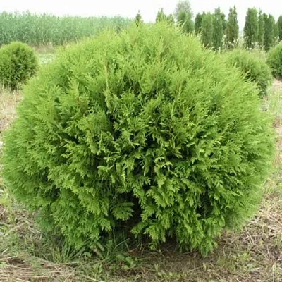 Туя ГЛОБОЗА западная  Туя ГЛОБОЗА западная в Пензе