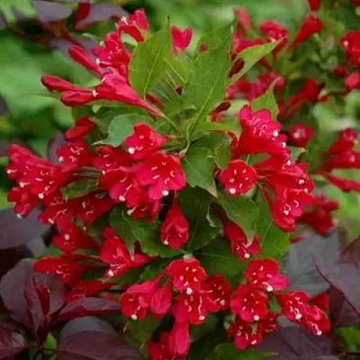 Вейгела РЕД ПРИНЦ  Вейгела РЕД ПРИНЦ в Пензе