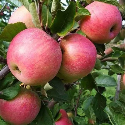 Яблоня ТЕРЕМОК в Пензе