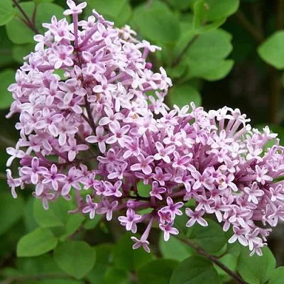 Сирень ПАЛИБИН  в Пензе