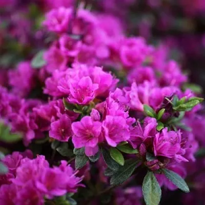 Азалия ГЕЙША ПЕРПЛ японская  Азалия ГЕЙША ПЕРПЛ японская в Пензе