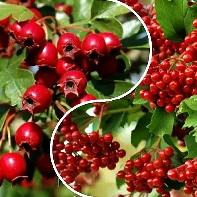 Комплект БУДЬ ЗДОРОВ в Пензе