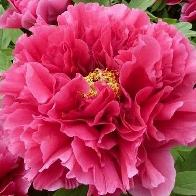 Пион КОРОЛЕВСКИЙ ЦВЕТОК древовидный в Пензе