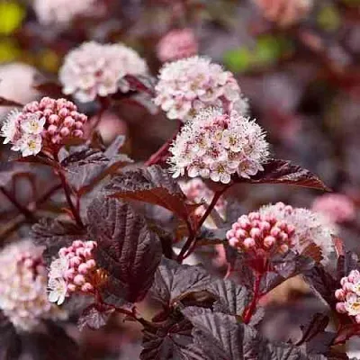 Пузыреплодник АНДРЕ   Пузыреплодник АНДРЕ  в Пензе