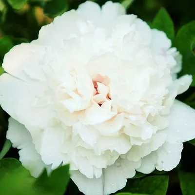 Пион СНЕЖНАЯ КРЕПОСТЬ древовидный в Пензе