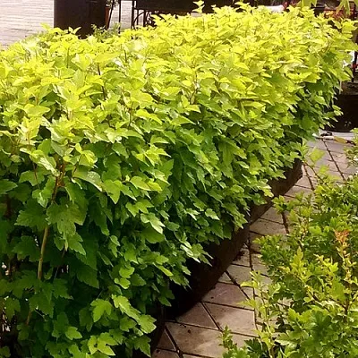 Комплект АНГЕЛ ГОЛД в Пензе