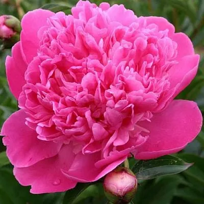 Пион ЭДУЛИС СУПЕРБА травянистый  Пион ЭДУЛИС СУПЕРБА травянистый в Пензе