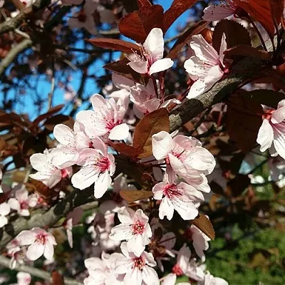 Слива ВУДИ растопыренная  Слива ВУДИ растопыренная в Пензе
