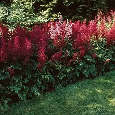 Астильба ГРАНАТ Арендса в Пензе