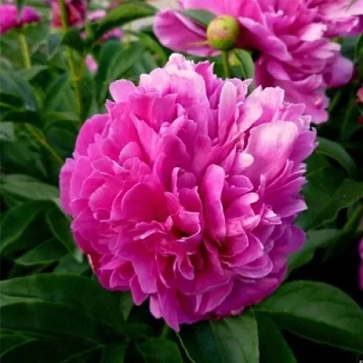 Пион ФЕЛИКС КРАУССЕ травянистый  Пион ФЕЛИКС КРАУССЕ травянистый в Пензе