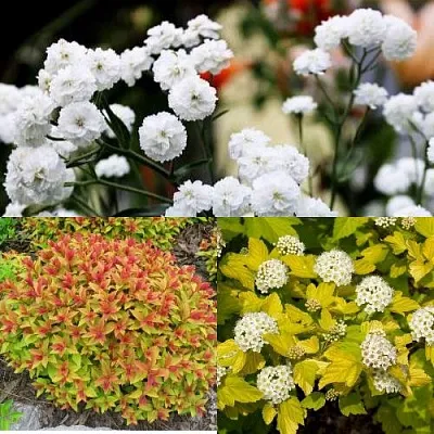 Комплект СОЛНЕЧНЫЙ МИКС в Пензе