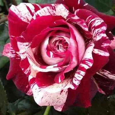 Саженцы роз ХУЛИО ИГЛЕСИАС чайно-гибридная  Саженцы роз ХУЛИО ИГЛЕСИАС чайно-гибридная в Пензе