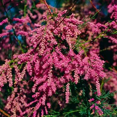 Тамарикс  Тамарикс в Пензе