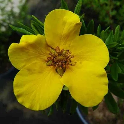 Лапчатка ГОЛДФИНГЕР кустарниковая  Лапчатка ГОЛДФИНГЕР кустарниковая в Пензе