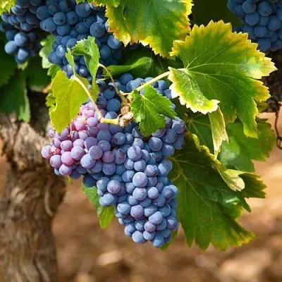 Виноград ЗИЛГА  Виноград ЗИЛГА в Пензе