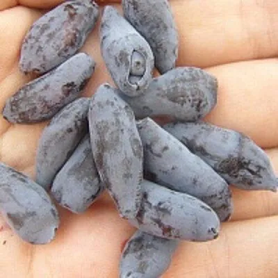 Жимолость съедобная ЧУЛЫМСКАЯ в Пензе