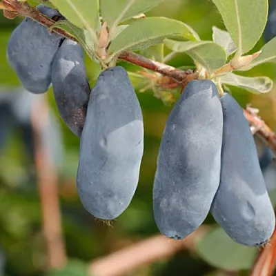 Жимолость съедобная СИНИЙ УТЕС в Пензе