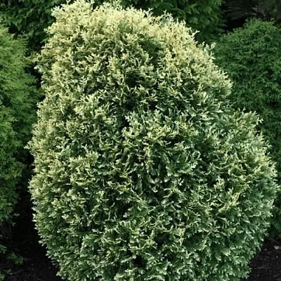 Туя ЛИТОМИШИЛ западная  Туя ЛИТОМИШИЛ западная в Пензе