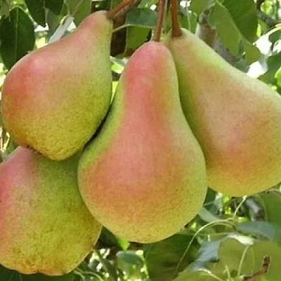 Груша ЛЕСНАЯ КРАСАВИЦА  Груша ЛЕСНАЯ КРАСАВИЦА в Пензе