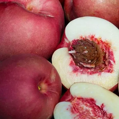 НЕКТАПЛЮМ  НЕКТАПЛЮМ в Пензе