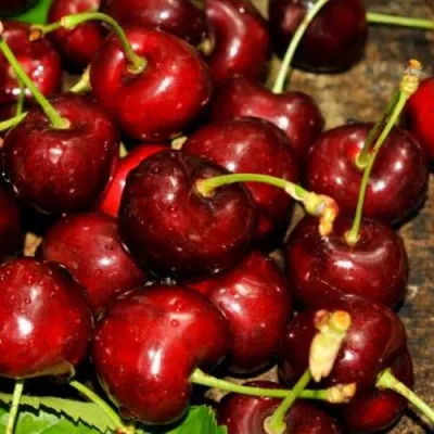 Черешня САММИТ в Пензе