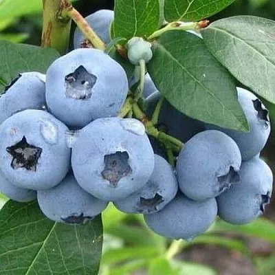 Голубика БЛЮЭТТА  Голубика БЛЮЭТТА в Пензе