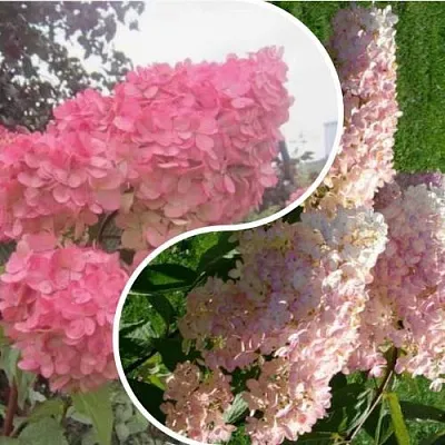 Комплект МНОГОГРАННОСТЬ в Пензе