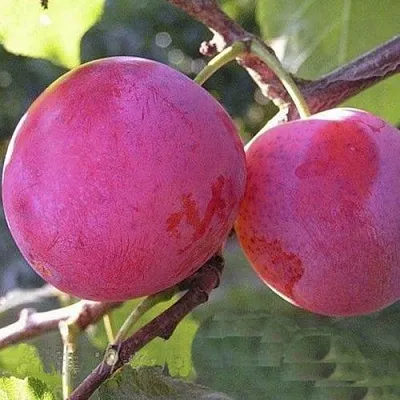 Слива ДЕЛИКАТНАЯ  Слива ДЕЛИКАТНАЯ в Пензе