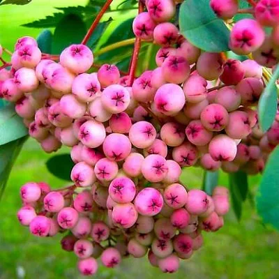 Рябина ПИНК сладкоплодная  Рябина ПИНК сладкоплодная в Пензе