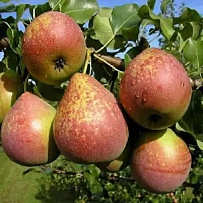 Груша МРАМОРНАЯ  Груша МРАМОРНАЯ в Пензе