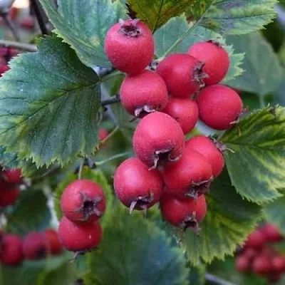 Боярышник АРНОЛЬДА  Боярышник АРНОЛЬДА в Пензе