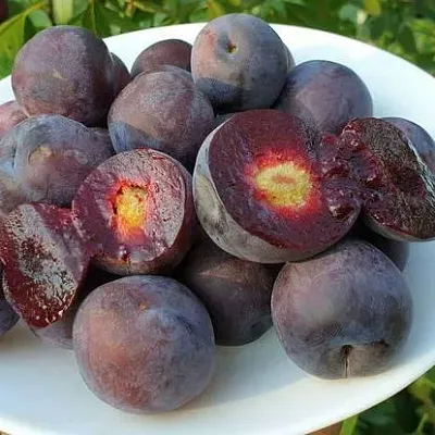 Сливово-вишневый гибрид МЕЙНОР в Пензе