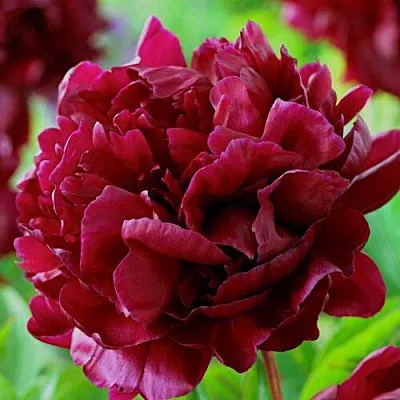 Пион АРМАНИ травянистый  Пион АРМАНИ травянистый в Пензе