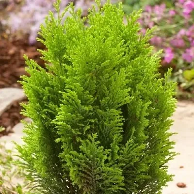 Кипарисовик ЭЛВУДИ ГОЛД лавсона в Пензе