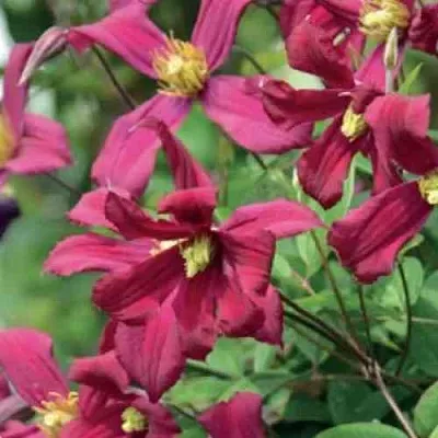 Клематис СТРОУБЕРРИ ФИЛДС  Клематис СТРОУБЕРРИ ФИЛДС в Пензе