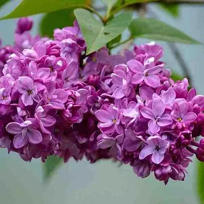 Сирень   Сирень  в Пензе