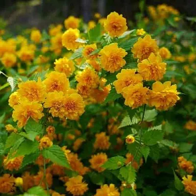 Керрия японская ПЛЕНИФЛОРА  Керрия японская ПЛЕНИФЛОРА в Пензе