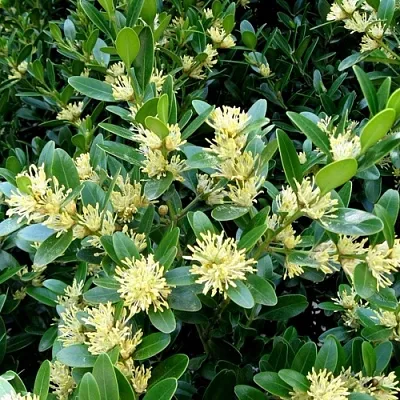 Самшит  Самшит в Пензе