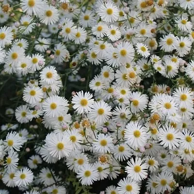 Болтония СНОУБЭНК в Пензе