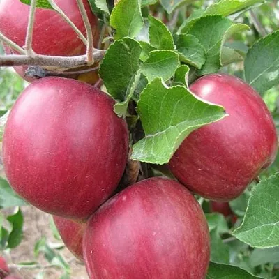 Яблони Московское Ожерелье колонновидная в Пензе