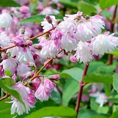 Дейция  Дейция в Пензе