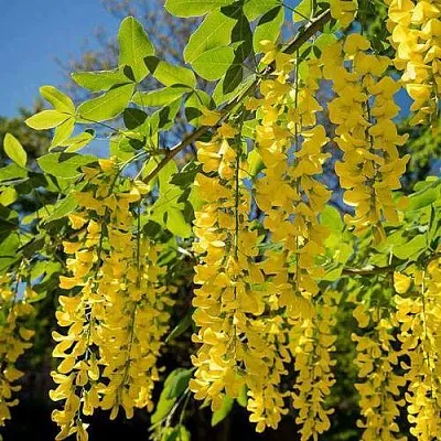 Бобовник  Бобовник в Пензе