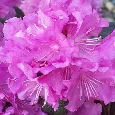 Рододендрон П.Ж.М. ЭЛИТ  Рододендрон П.Ж.М. ЭЛИТ в Пензе