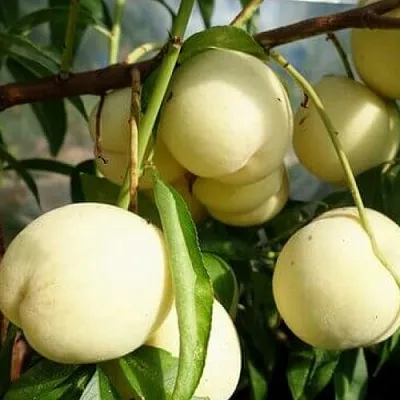 Персик АЙС ПИЧ  Персик АЙС ПИЧ в Пензе