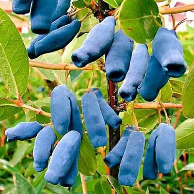 Жимолость съедобная НИМФА (ГАММА) в Пензе